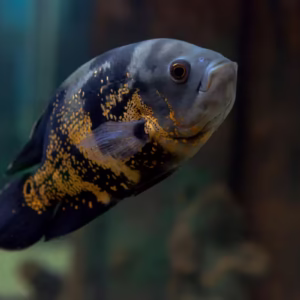 Oscar Cichlid (Copper Oscar) - Astronotus ocellatus