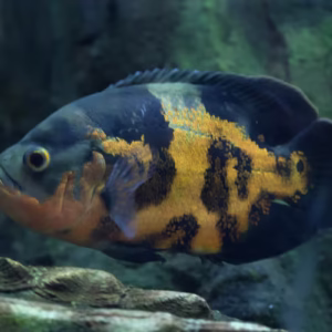 Oscar Cichlid (Copper Oscar) - Astronotus ocellatus
