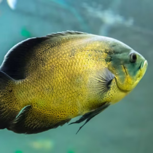 Oscar Cichlid (Copper Oscar) - Astronotus ocellatus