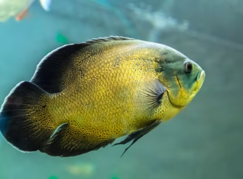 Oscar Cichlid (Copper Oscar) - Astronotus ocellatus