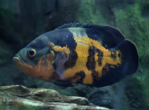 Oscar Cichlid (Copper Oscar) - Astronotus ocellatus