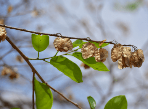 Papri (Holoptelea Integrifolia) Plant - Image 2