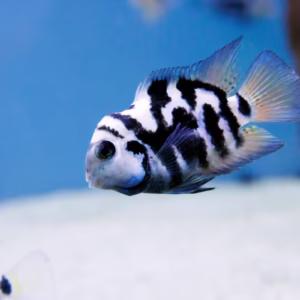 Polar Parrot Cichlid (Hoplarchus psittacus) Fish