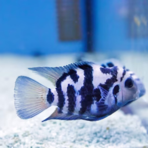 Polar Parrot Cichlid (Hoplarchus psittacus) Fish