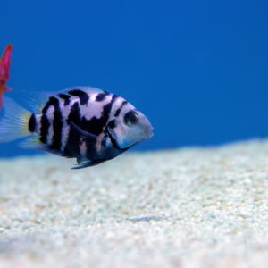 Polar Parrot Cichlid (Hoplarchus psittacus) Fish