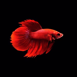 Red OHM Betta Fish