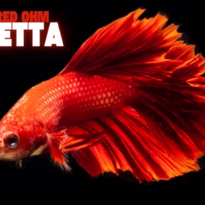 Red OHM Betta Fish