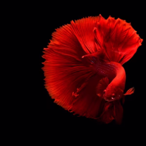 Red OHM Betta Fish
