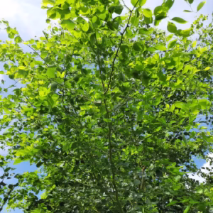 Shisham (Dalbergia Sissoo) Plant