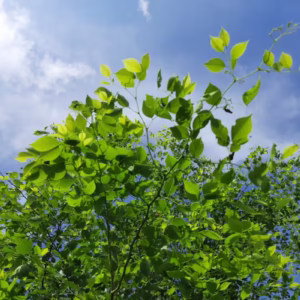 Shisham (Dalbergia Sissoo) Plant