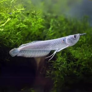 Silver Arowana (Osteoglossum bicirrhosum)