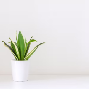 Snake Plant(Dracaena Trifasciata) Plant