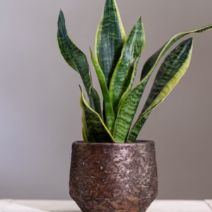 Snake Plant(Dracaena Trifasciata) Plant