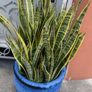 Snake Plant(Dracaena Trifasciata) Plant