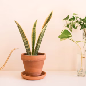 Snake Plant(Dracaena Trifasciata) Plant