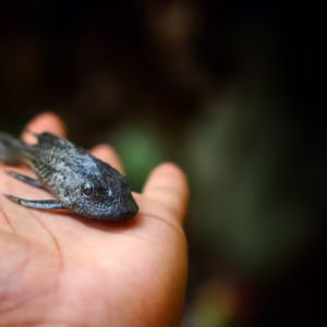 Sucker Fish (Black Pleco)