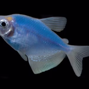 Sunburst Blue Glow Fish Tetra (Widow Fish)