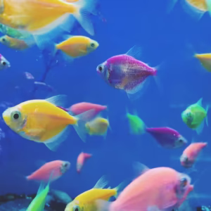 Sunburst Glow Fish Tetra (Widow Fish)