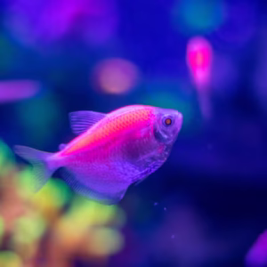 Sunburst Pink Glow Fish Tetra (Widow Fish)