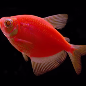 Sunburst Red Glow Fish Tetra (Widow Fish)