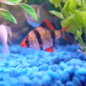 Tiger Barbs (Red, Green, Albino, Glow) Fishes