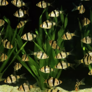 Tiger Barbs (Red, Green, Albino, Glow) Fishes