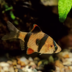 Tiger Barbs (Red, Green, Albino, Glow) Fishes