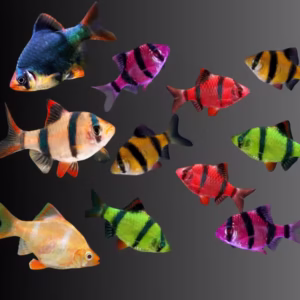 Tiger Barbs (Red, Green, Albino, Glow) Fishes