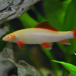 Albino Rainbow Shark (Epalzeorhynchos frenatum)