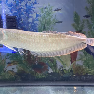 Silver Arowana (Osteoglossum bicirrhosum)