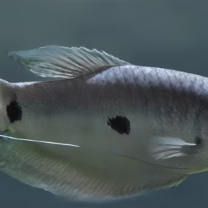 Three Spot Gourami (Trichopodus Trichopterus) - Image 4