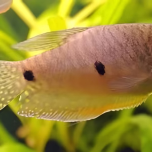 Three Spot Gourami (Trichopodus Trichopterus) - Image 3