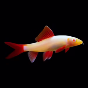 Albino Rainbow Shark (Epalzeorhynchos frenatum)