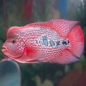 Flowerhorn Cichlid (Red Dragon, Kamfa, Golden Base)