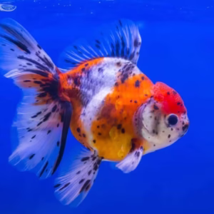 Calico Oranda Gold Fish