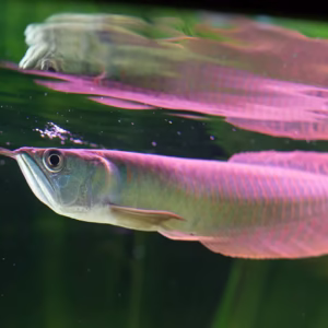 Silver Arowana (Osteoglossum bicirrhosum)