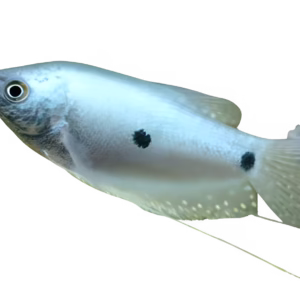 three-spot-gourami-fish