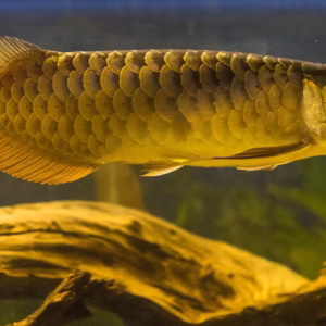 Golden Crossback Arowana