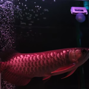 Red-Tailed Golden Arowana (RTG) – Premium Freshwater Dragon Fish