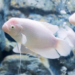 Albino Giant Gourami