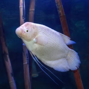 Albino Giant Gourami