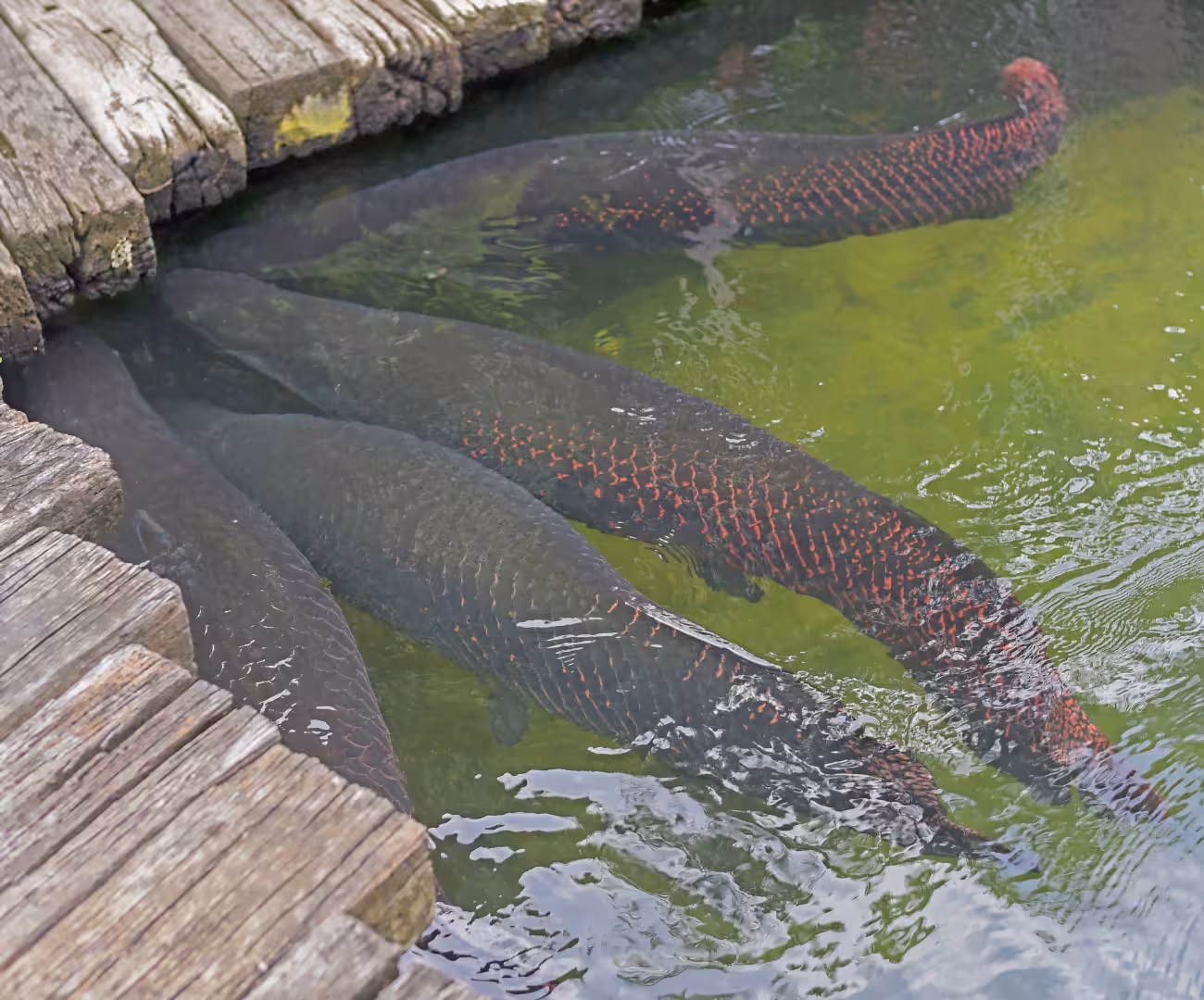 Arapaima (Arapaima gigas) – Premium Quality