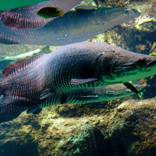 Arapaima (Arapaima gigas) – Premium Quality