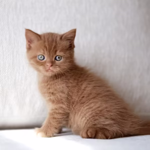British Shorthair Kitten (Male/Female) – Premium Breed