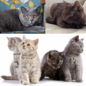 British Shorthair Kitten (Male/Female) – Premium Breed