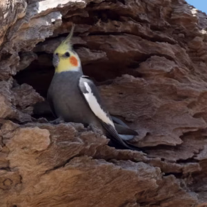 Cinnamon Cockatiel - Grey Color