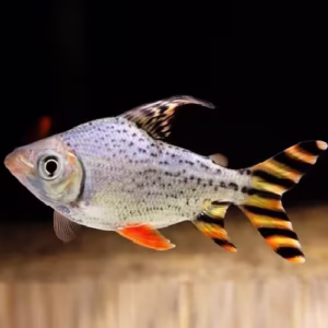 Red Flagtail Fish (Semaprochilodus Taeniurus)