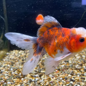 Imported Calico Oranda Goldfish