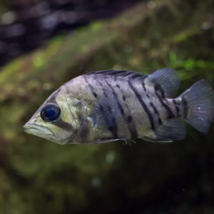 Indonesian Tigerfish (Datnioides Microlepis)