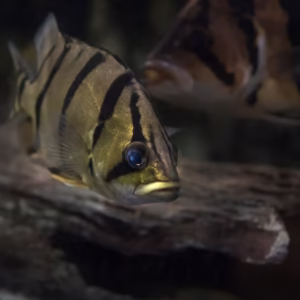 Indonesian Tigerfish (Datnioides Microlepis)